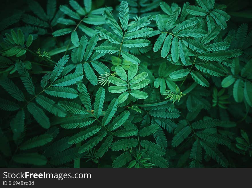 Photography of Leaves