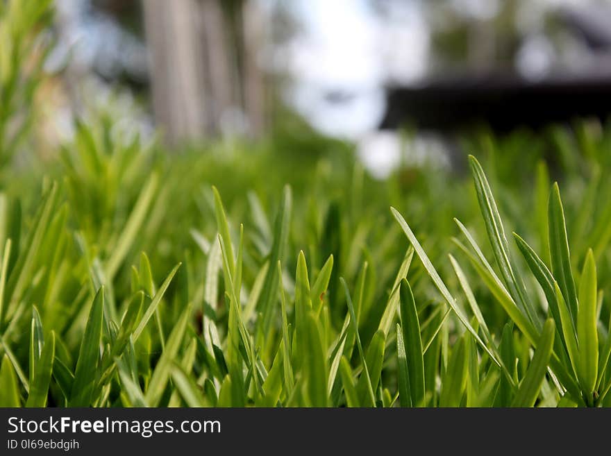 Close-up Photo of Green Leafed Plants