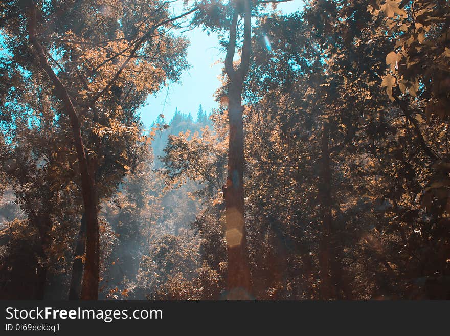 Ray of Lights Passing Through Trees