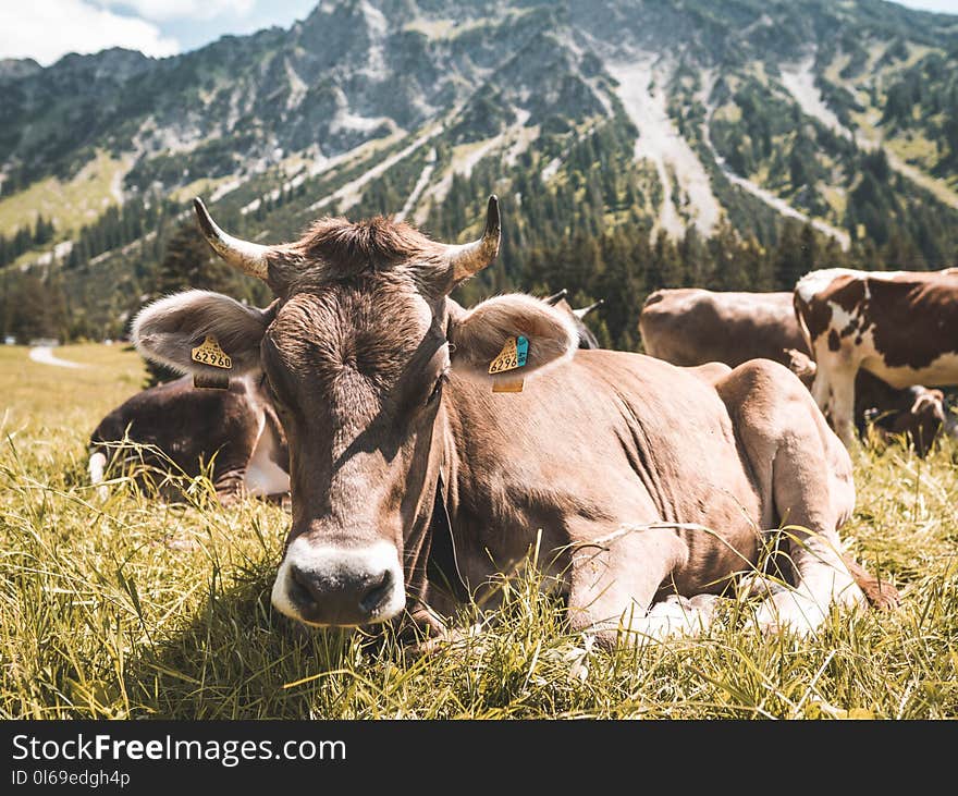 Brown Cattle on Grass at Daytime