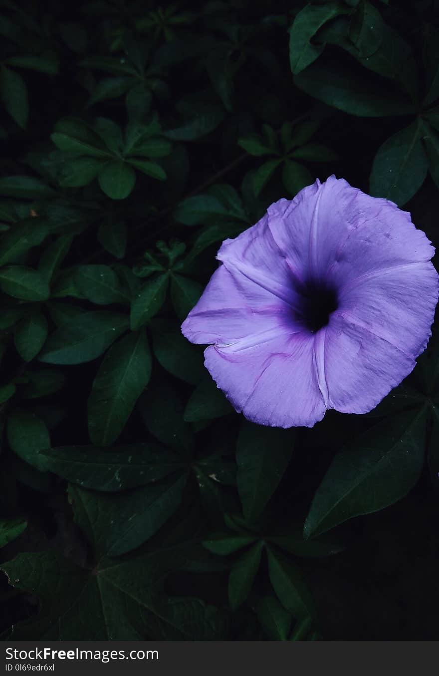 Close-Up Photography of Purple Flower