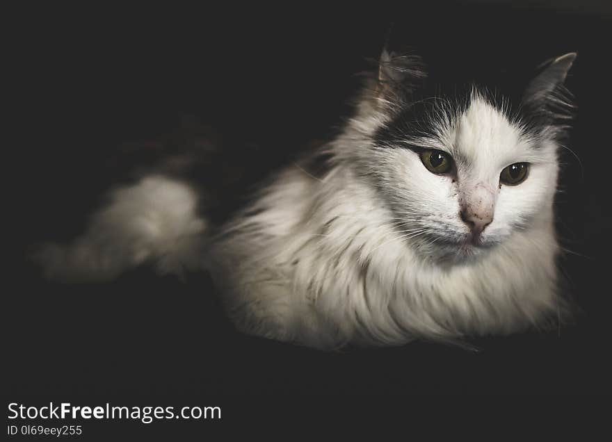 Long-fur White and Black Cat