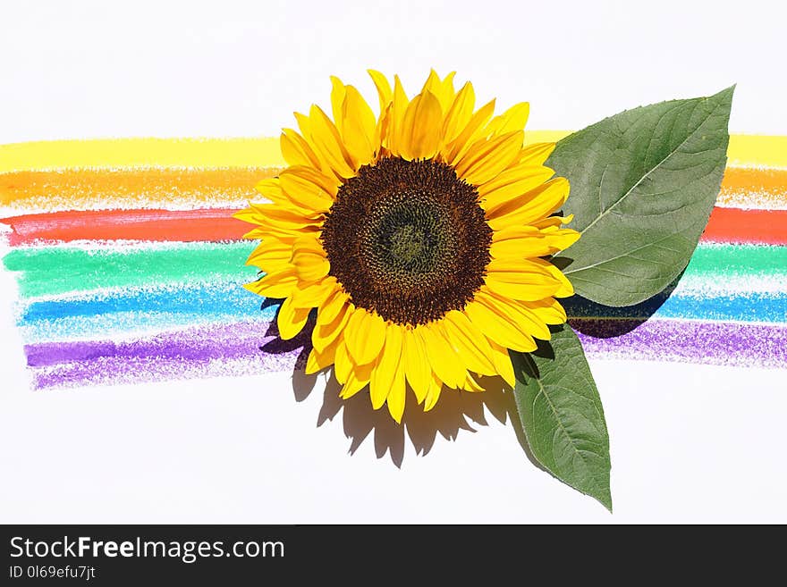 Yellow Sunflower With Leaves