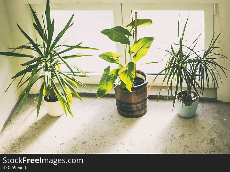 Three Green Potted Plants