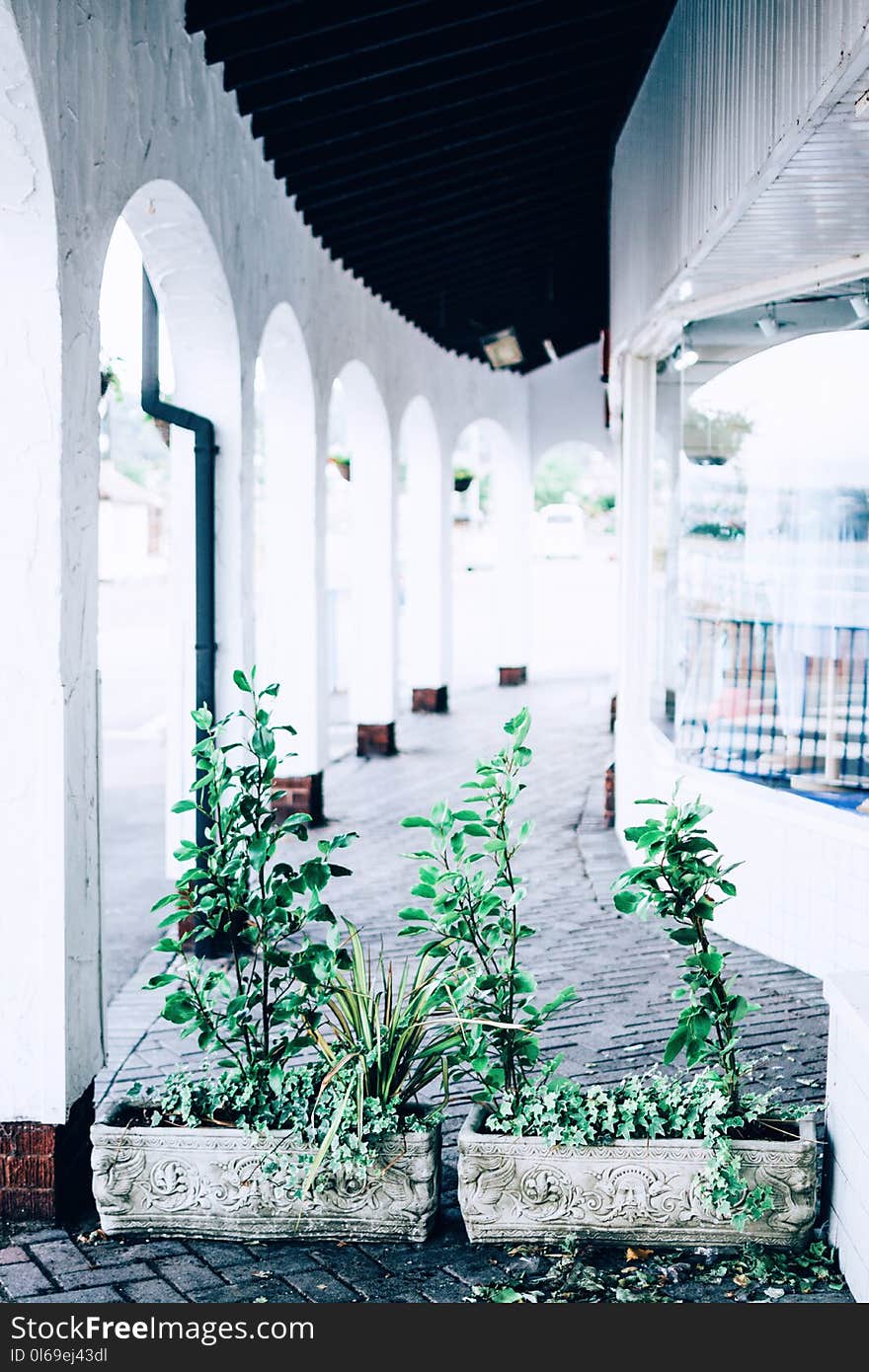 Green Leafed Plants on Hallway