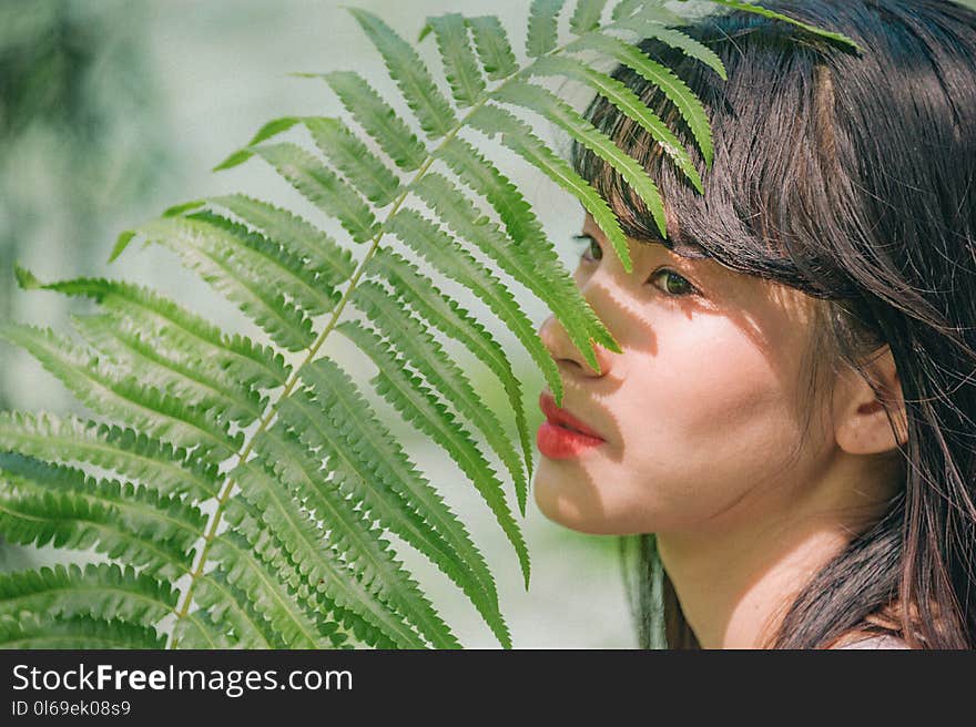 Green Fern Plant