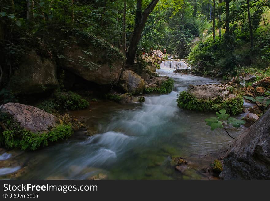 River Between Forest