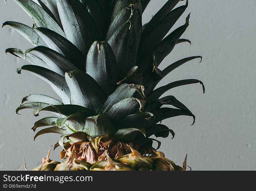 Close Up Photo of Green Pineapple