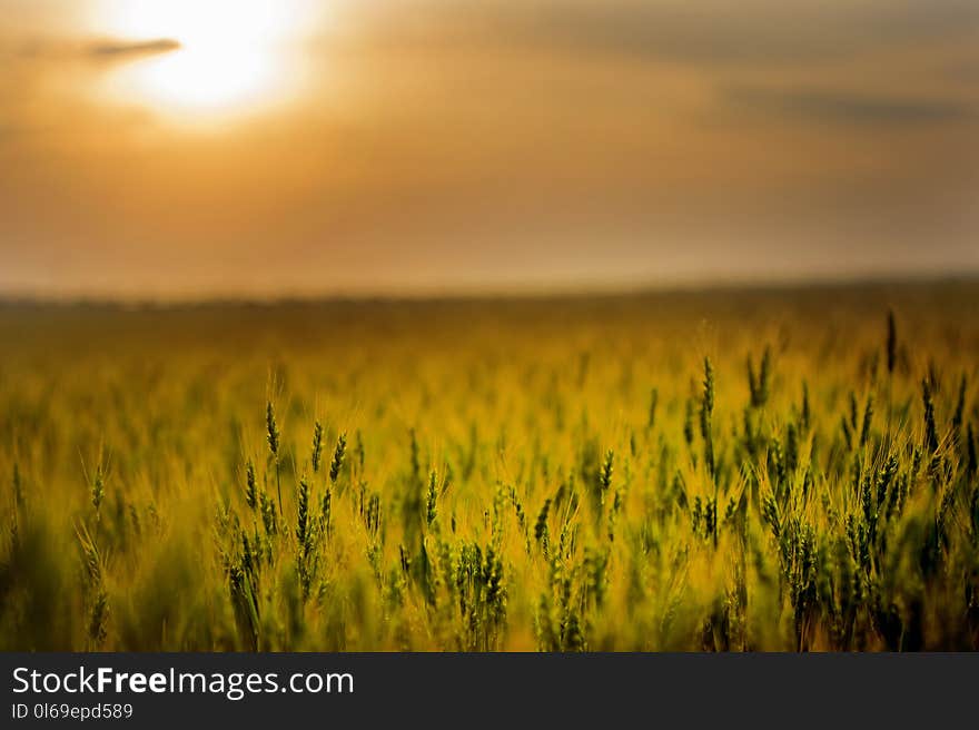 Green Field during Sunset