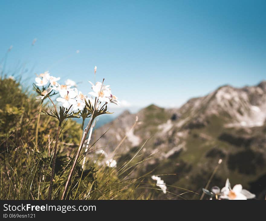 White Petaled Flowers Taken Under Clear Sky