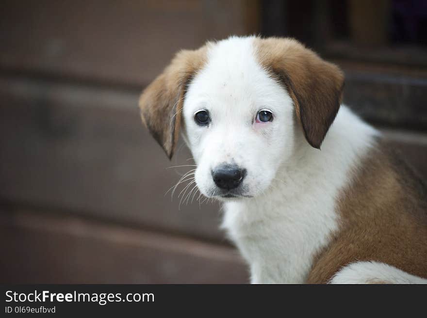 Brown and White Border Collie Mix Puppy