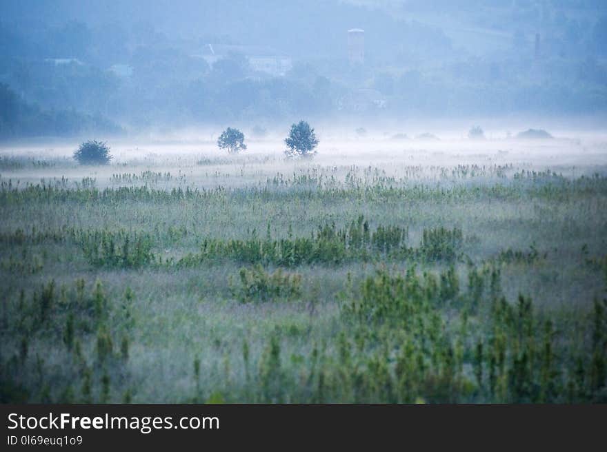 Foggy Green Field