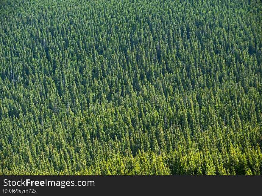 Aerial View of Forest Trees