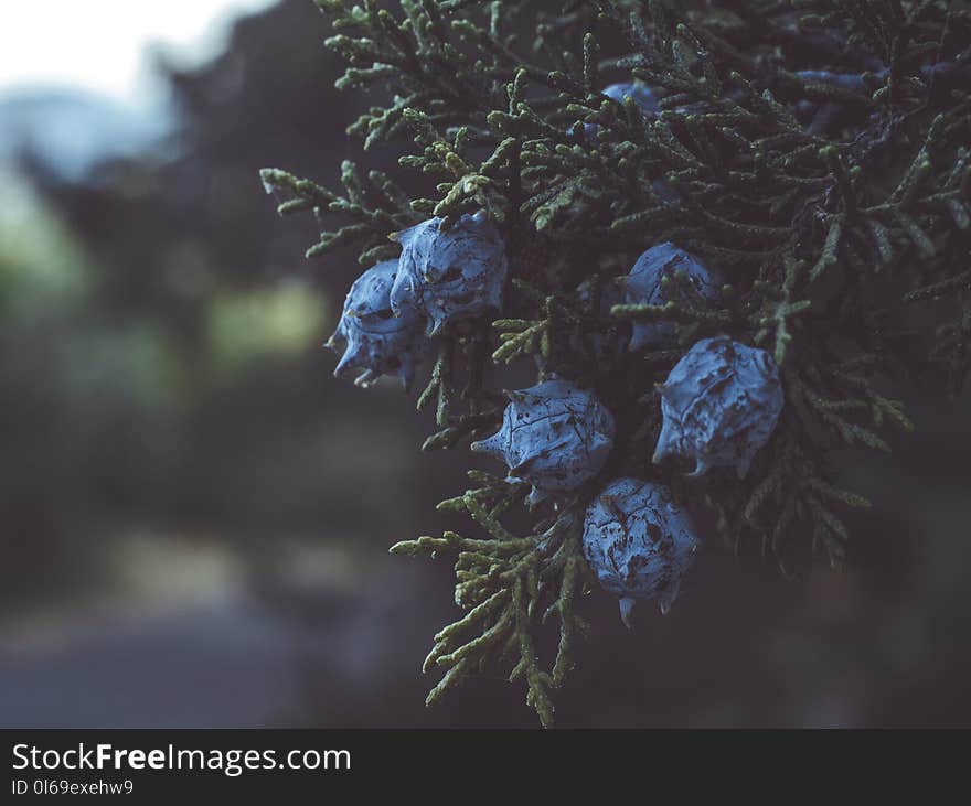 Selective Focus Photography of Blue Flowers