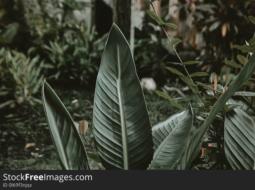 Shallow Focus Photography of Green Leafed Plant