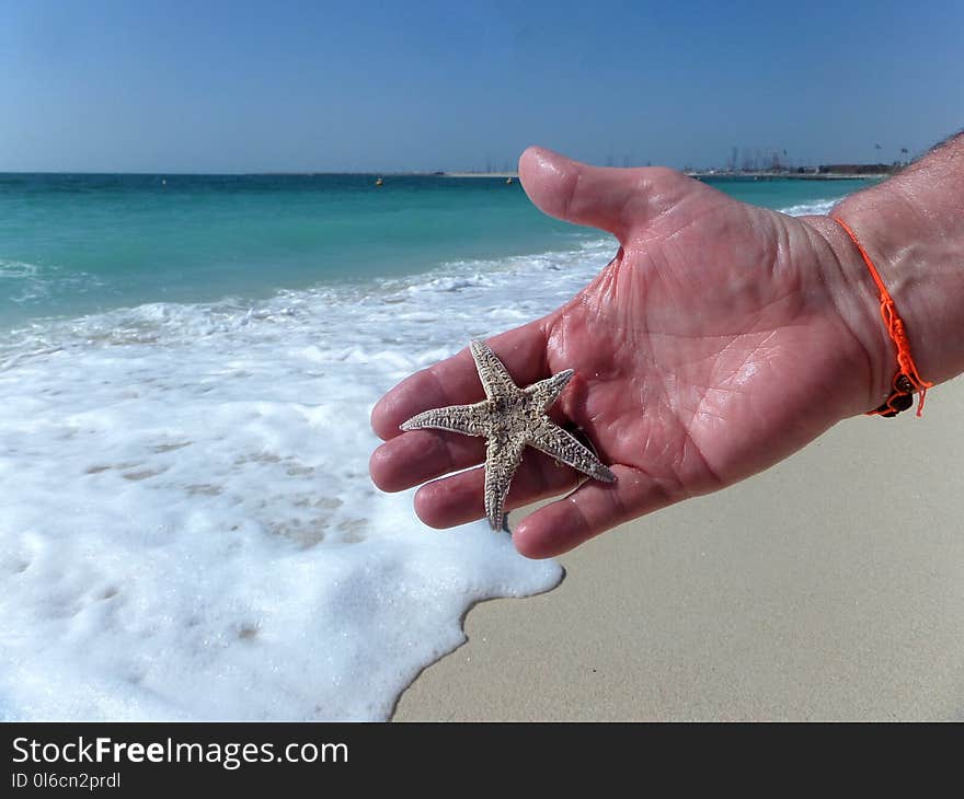 Starfish in the hand.