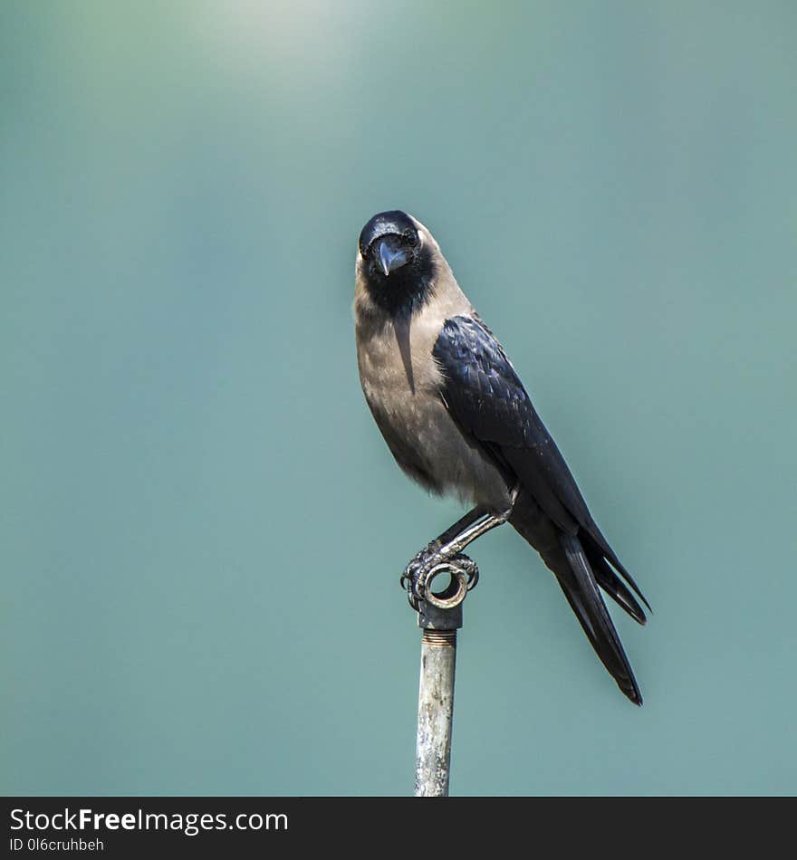 Corvus splendens, house crow standing on a pole in Pokhara Lake Side, Nepal. Corvus splendens, house crow standing on a pole in Pokhara Lake Side, Nepal