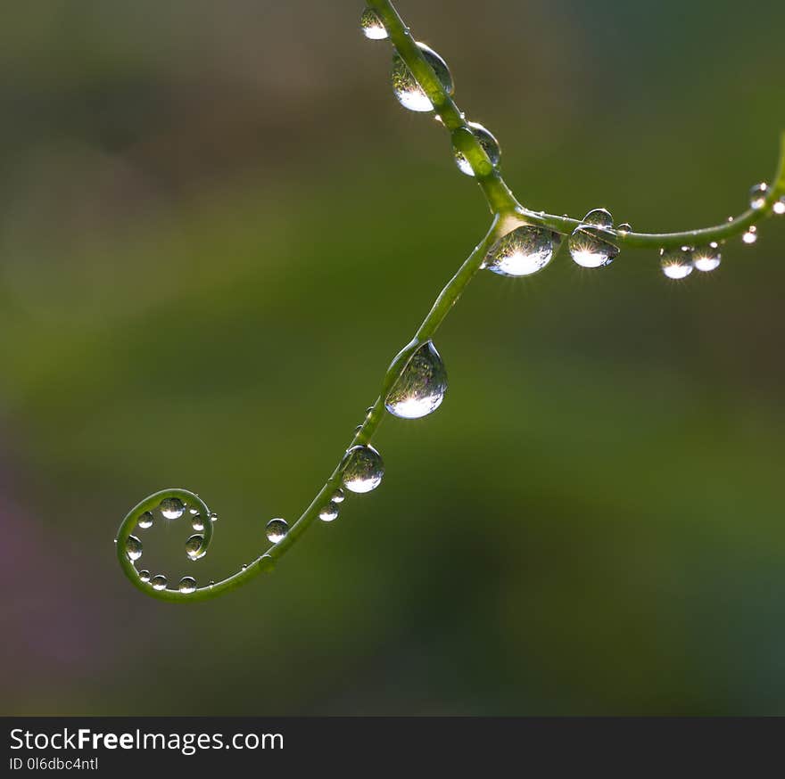 Dew drops close up. Colored water drops on a leaf