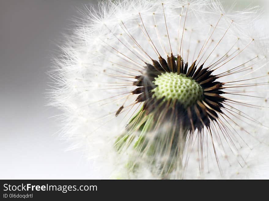 Close Up Of Grown Dandelion And Dandelion Seeds On White Background