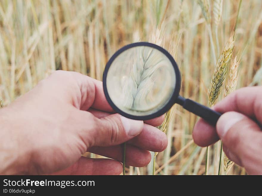 Farmer hand with magnify glass tool closeup check examine inspect wheat spikelets of rye in agricultural field. 4k. Farmer hand with magnify glass tool closeup check examine inspect wheat spikelets of rye in agricultural field. 4k