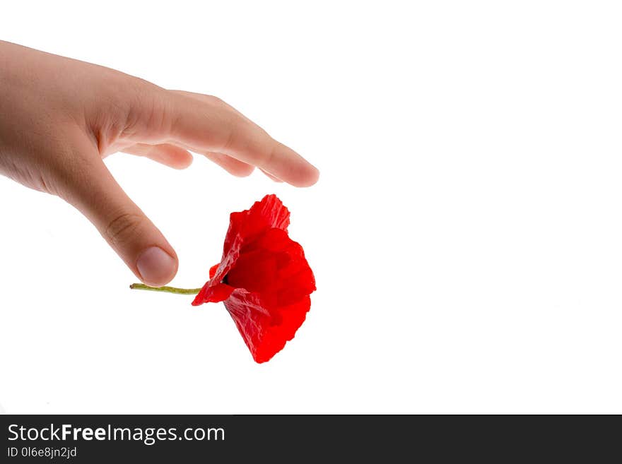 Hand holding a Red Poppy on a white background