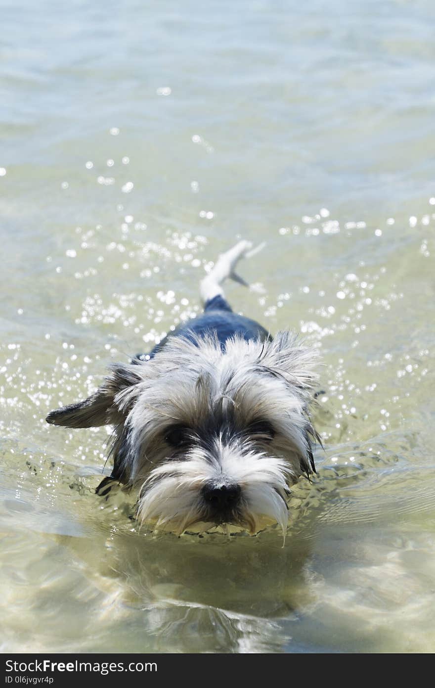 Biewer Yorkshire Terrier Puppy Dog Swims In A Crystal Clear Sea