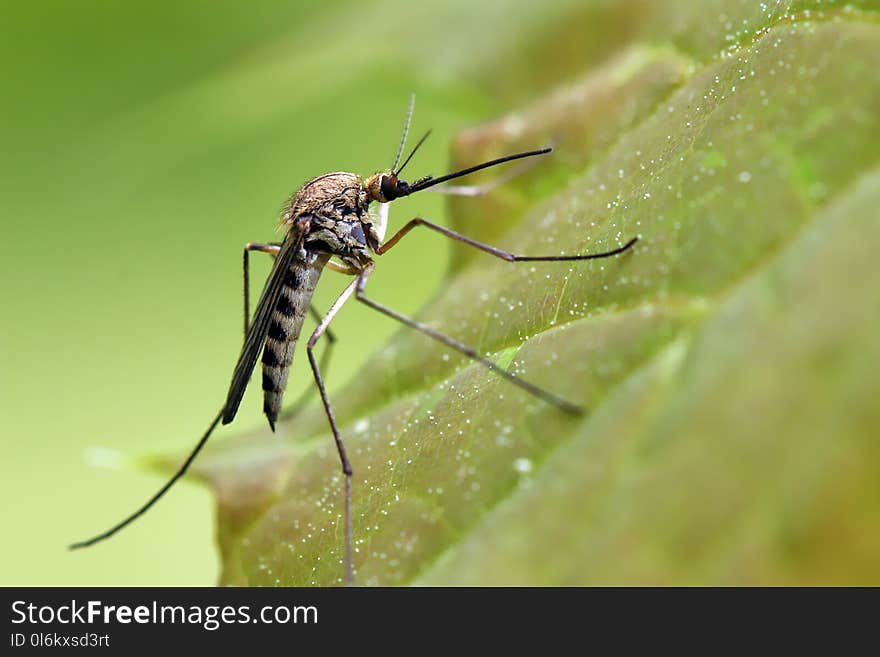 Mosquito resting on the grass.