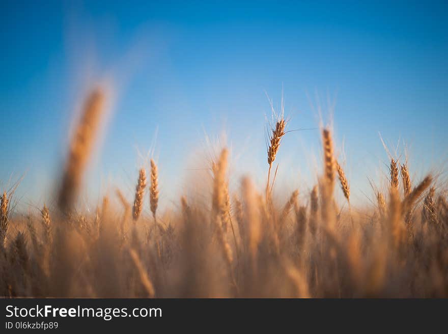 Spikelets of wheat on background of blue sky, farming. Agricultural wallpaper, selective focus