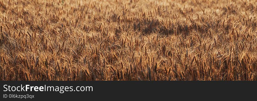 Big panorama of wheat field, farming landscape, selective focus. High resolution