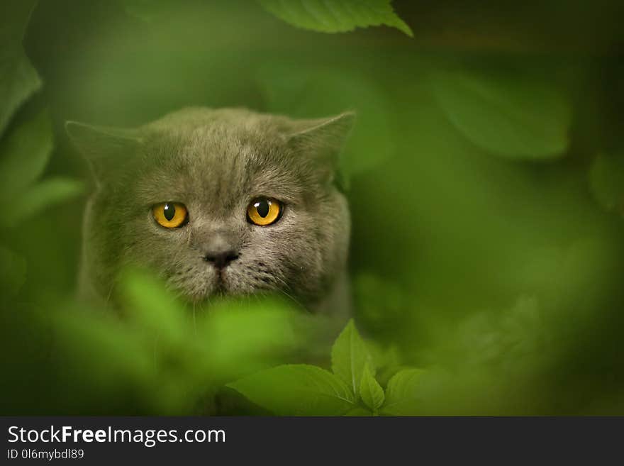 Tom mail british scottish cat close up photo in green grass outdoor summer portrait. Tom mail british scottish cat close up photo in green grass outdoor summer portrait