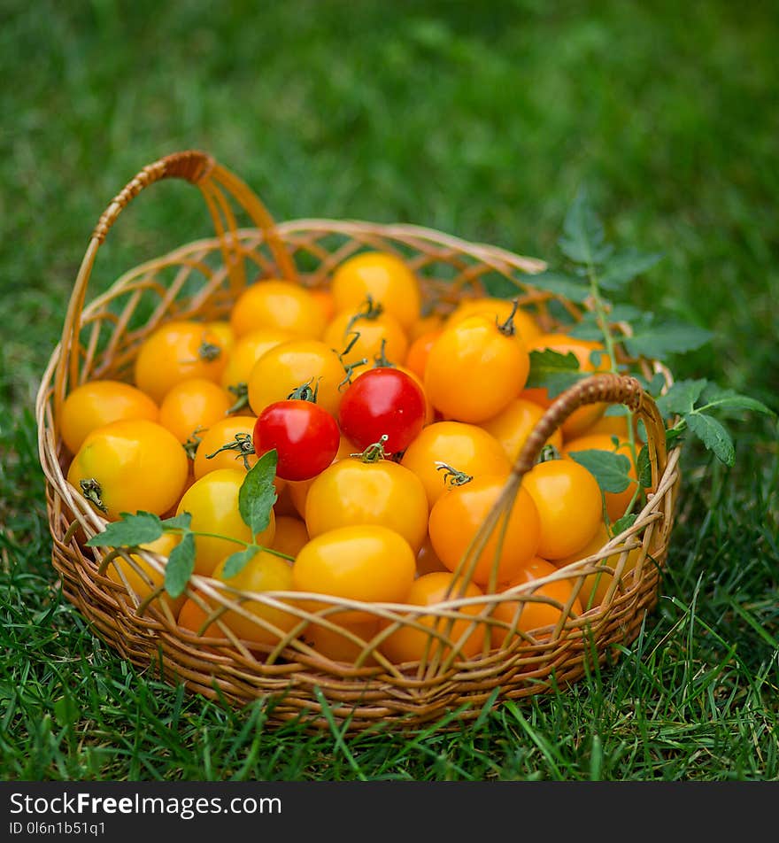 A group of ripe red and yellow cherry tomatoes in a wicker basket on grass