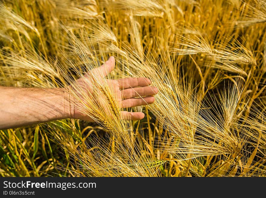 Man`s hand with spikelets of wheat. farmer in the field.