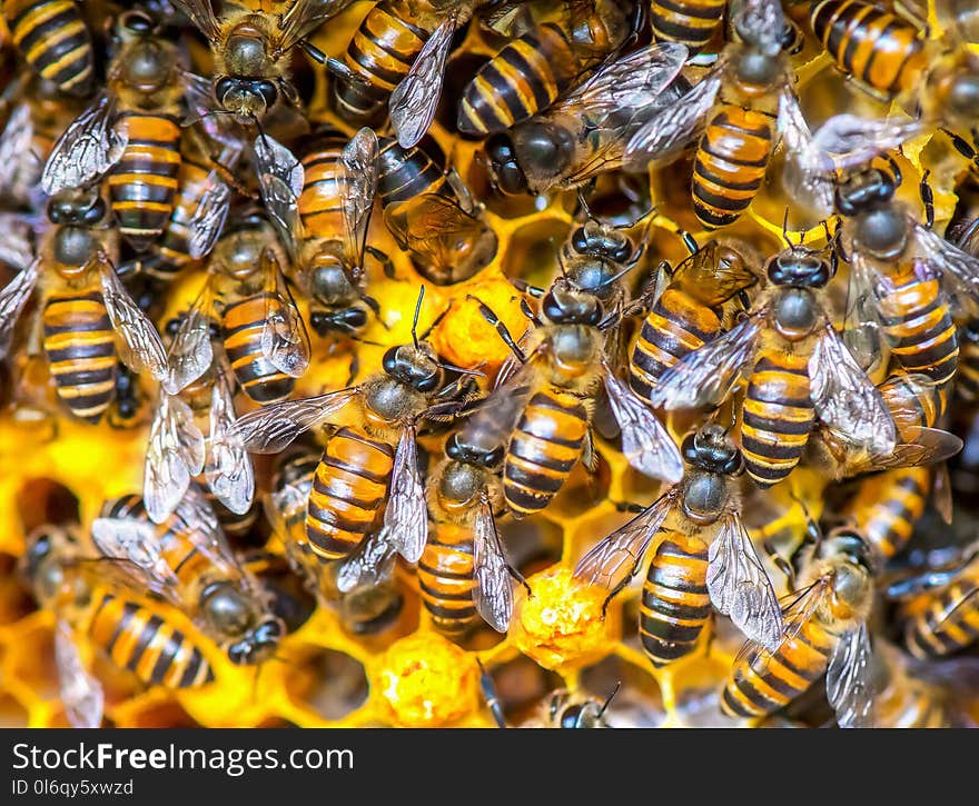 Close up view of the working bees on honey cells