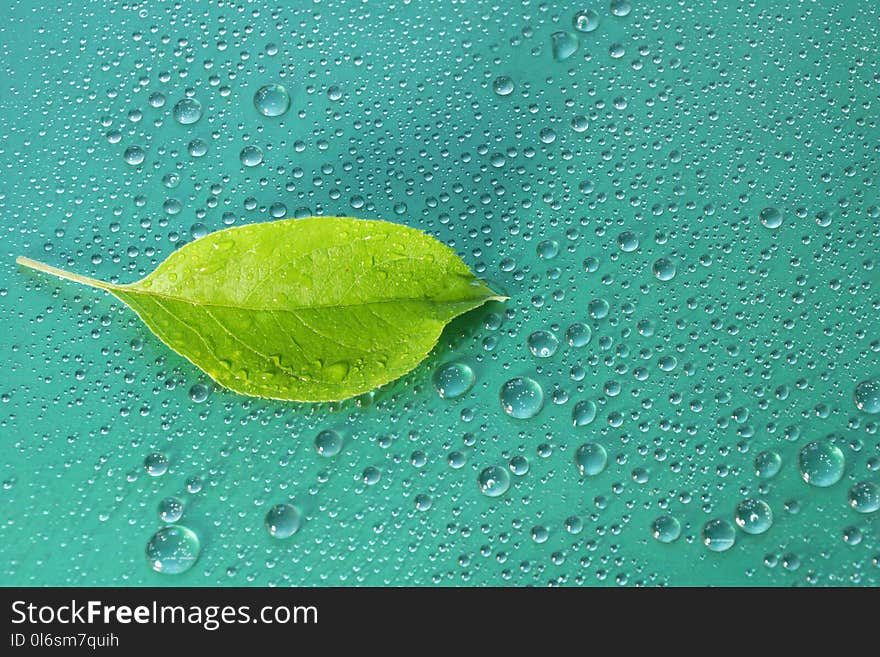 green Apple leaf on a blue background close-up. water drop. for design