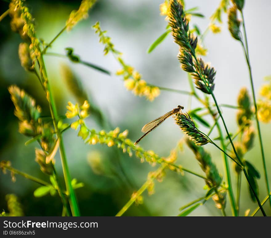 Brown Damselfly Perched on Yellow Flower in Selective Focus Photography