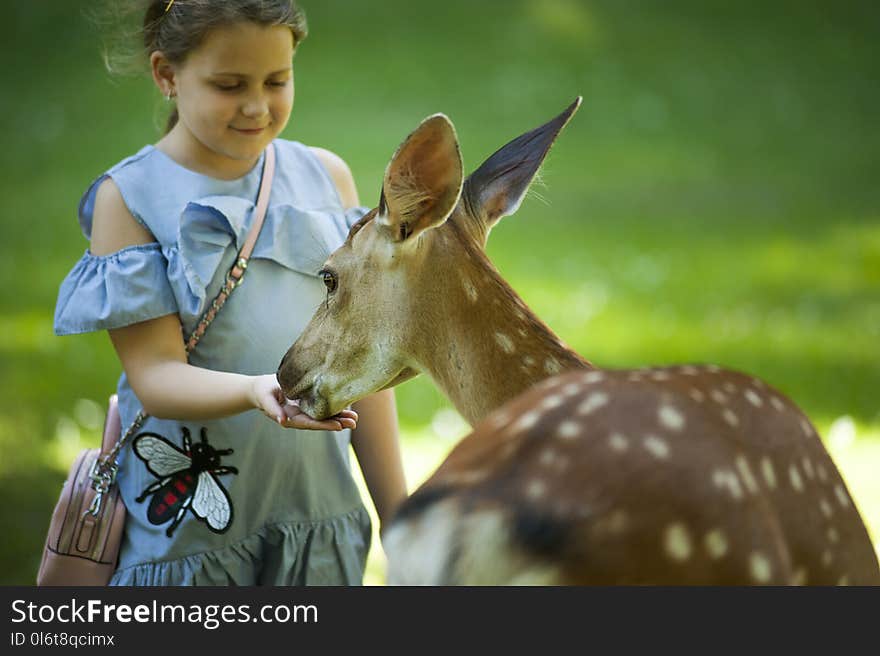 Kid Feeding Antelope