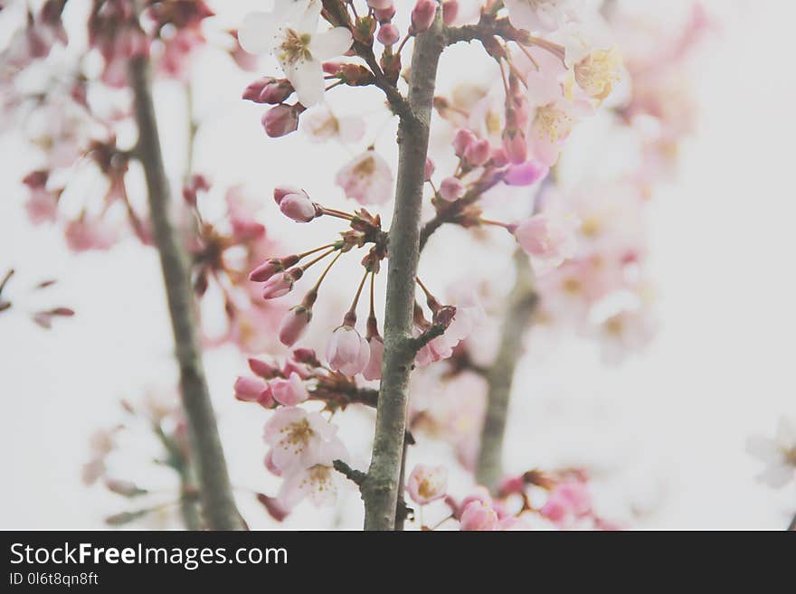 Close-Up Photography of Cherry Blossom