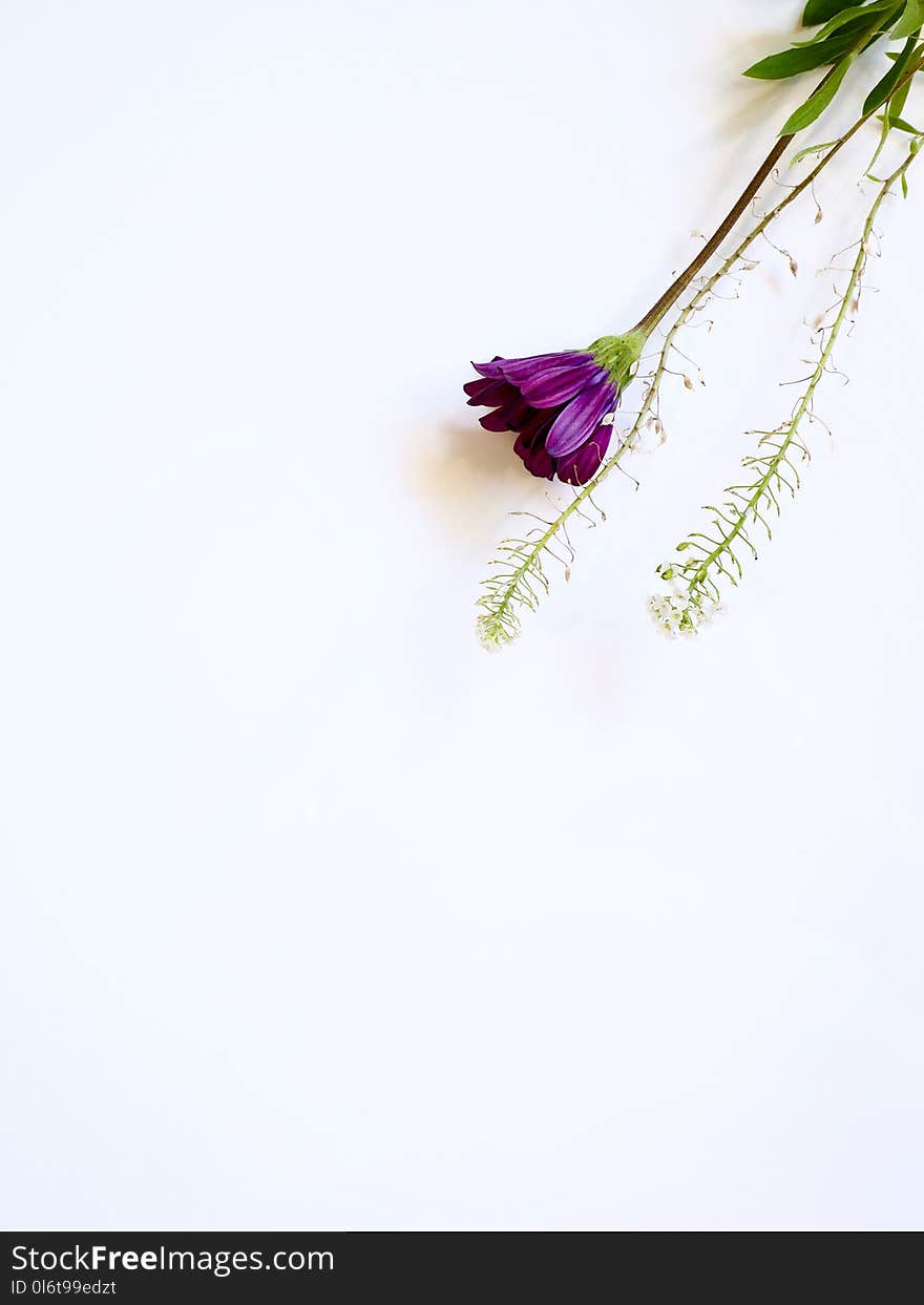 Photo of Purple Flower