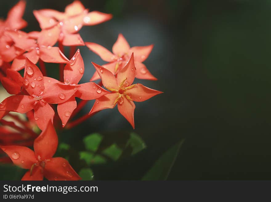 Macro Photography of Red Flowers