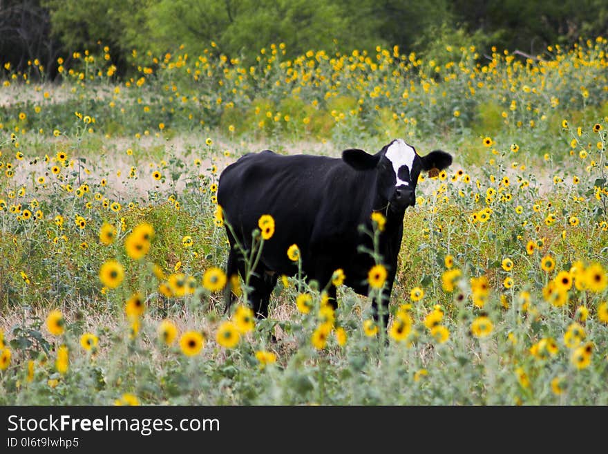 Black Cattle on Bed of Yellow Petaled Flowers