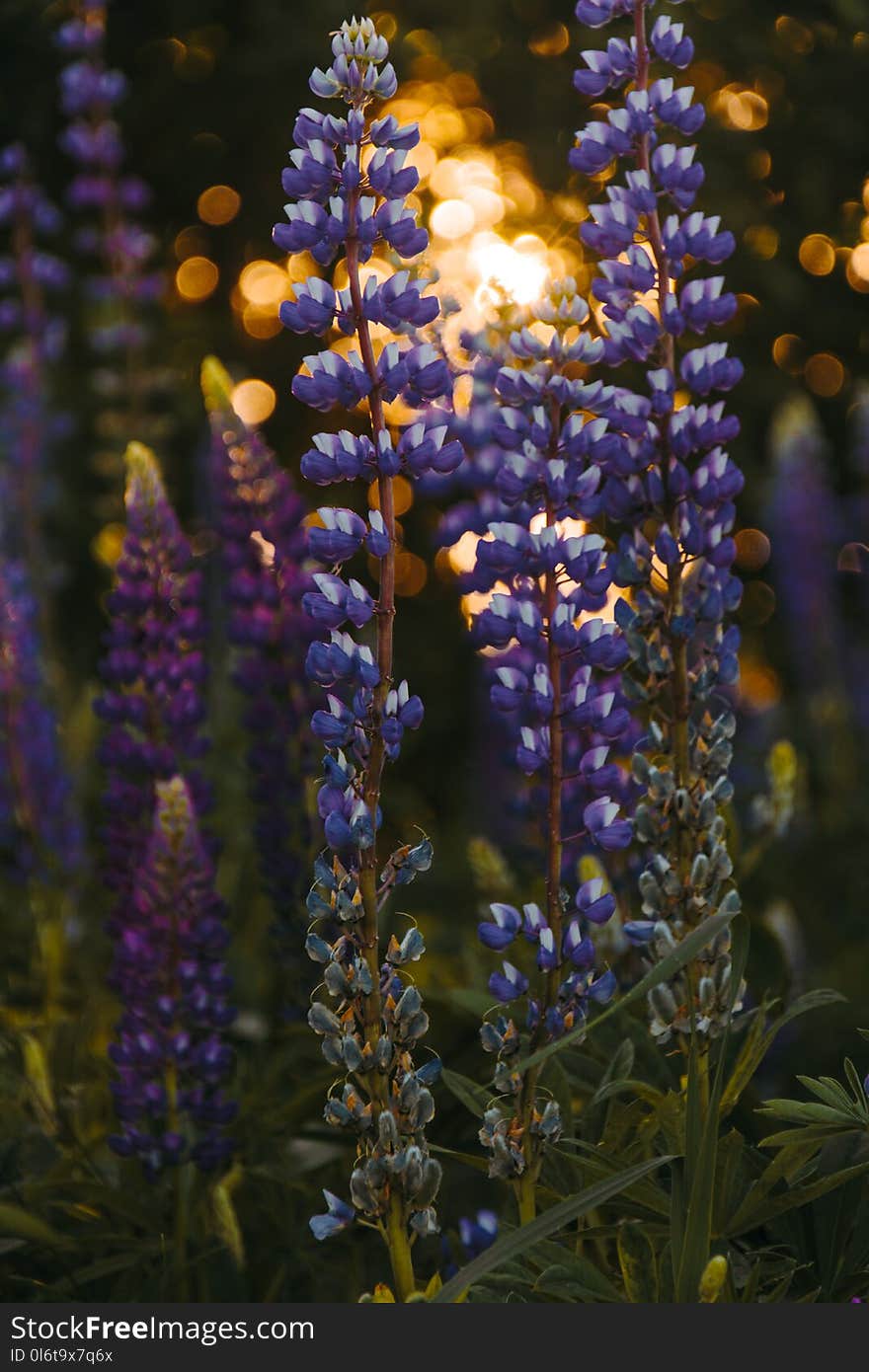 Depth of Field Photography of Grape Hyacinth