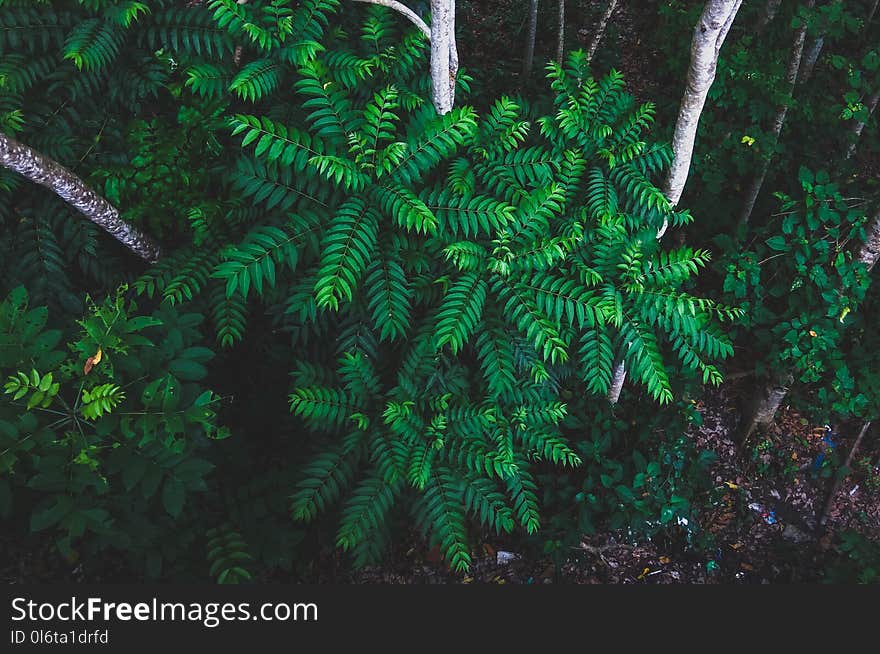 Photography of Plants