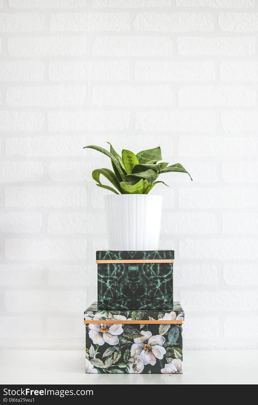 Potted Green Plant Near Wall