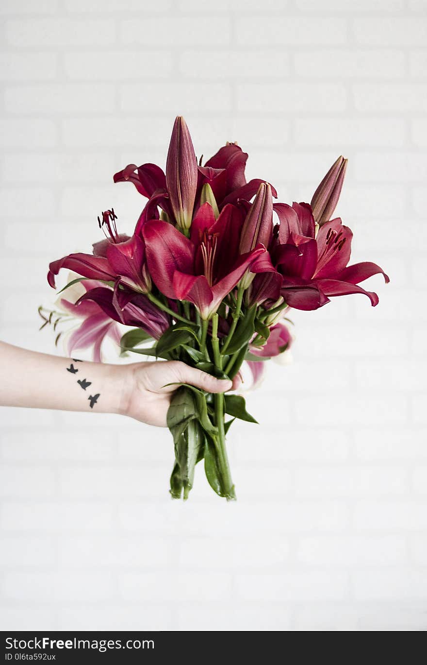 Person Holding Maroon Stargazer Flowers