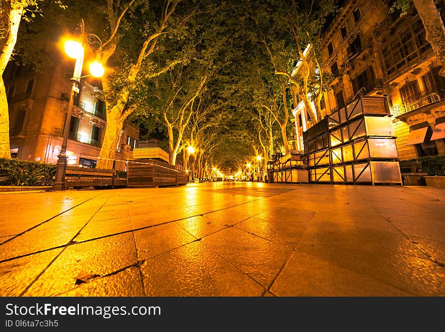 Green Leafed Trees