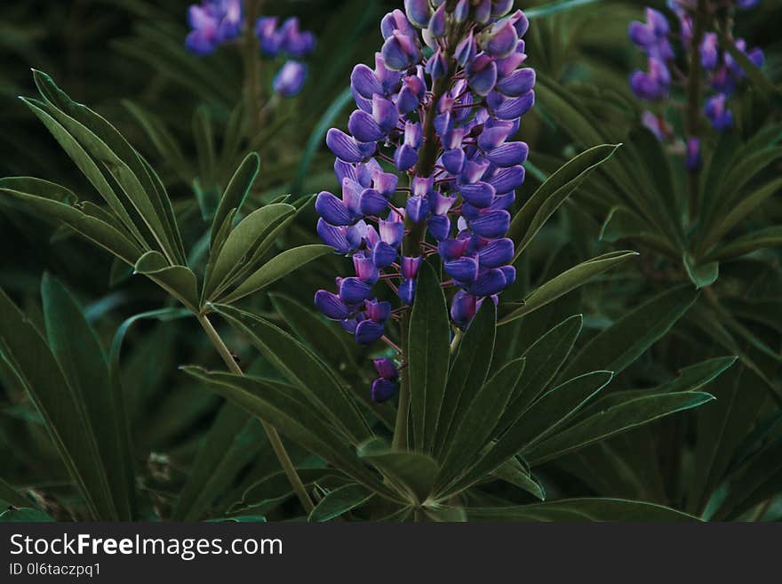 Close-Up Photography of Purple Flower