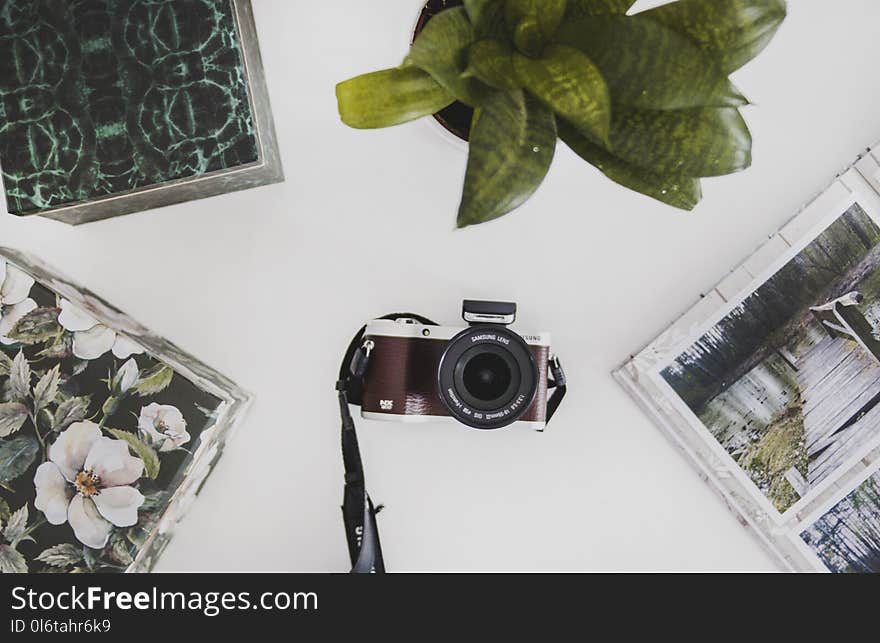 Red and White Bridge Camera and Green Snake Plant