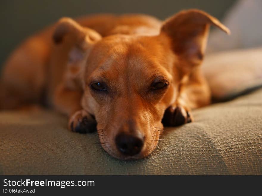 Adult Smooth Brown Dog Lying on Gray Bed Linen Close-up Photo