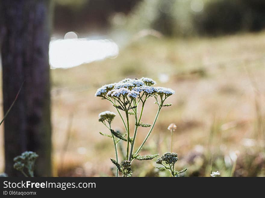 Shallow Focus Photography of White Flowers