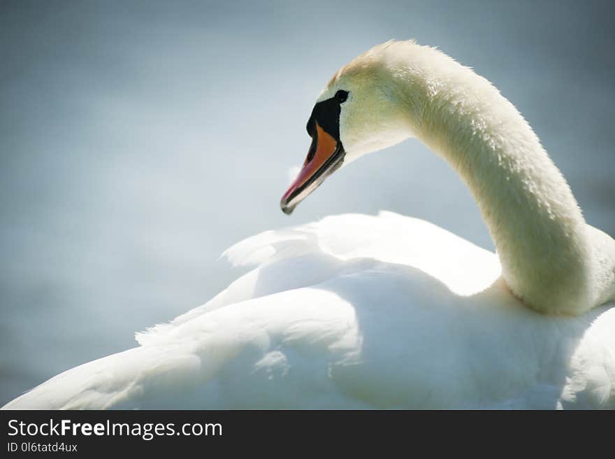 White Swan